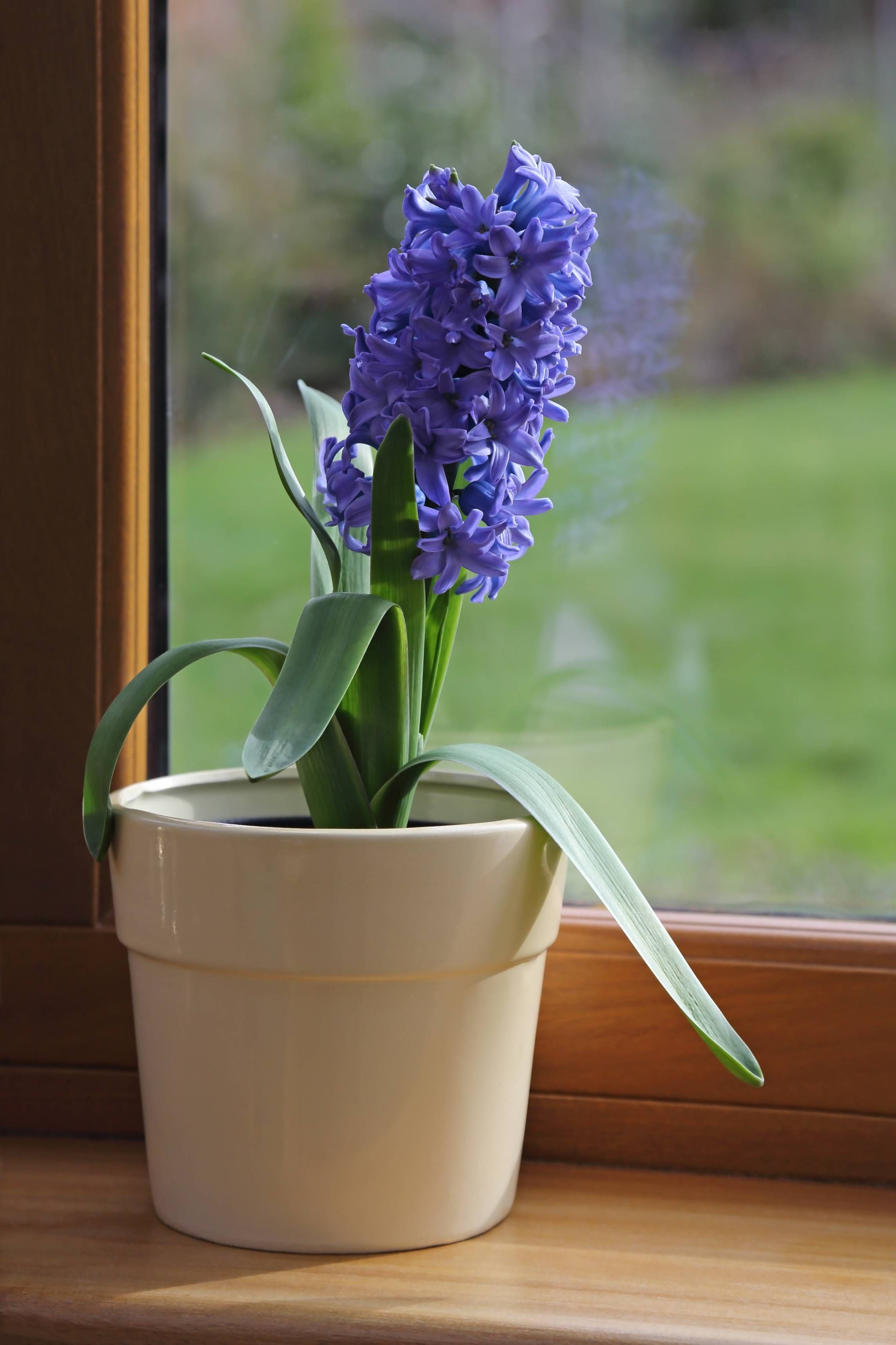 A potted blue hyacinth on a windowsill