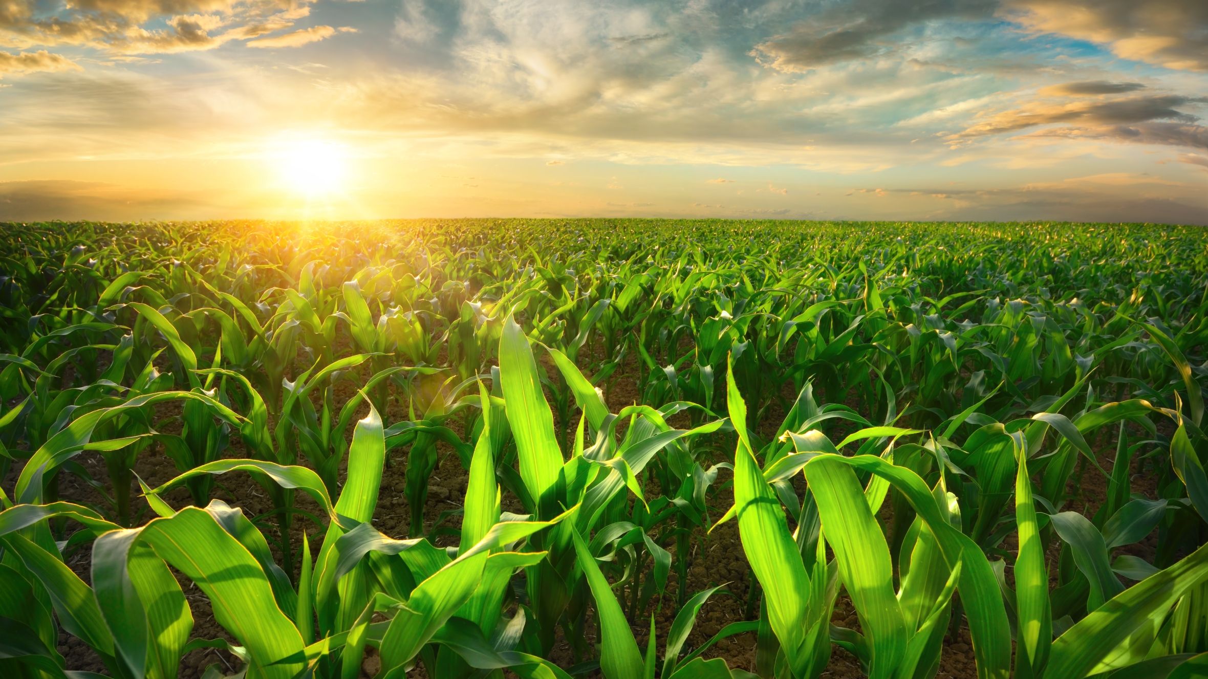 Sunlit young corn plants on an open field at sunset