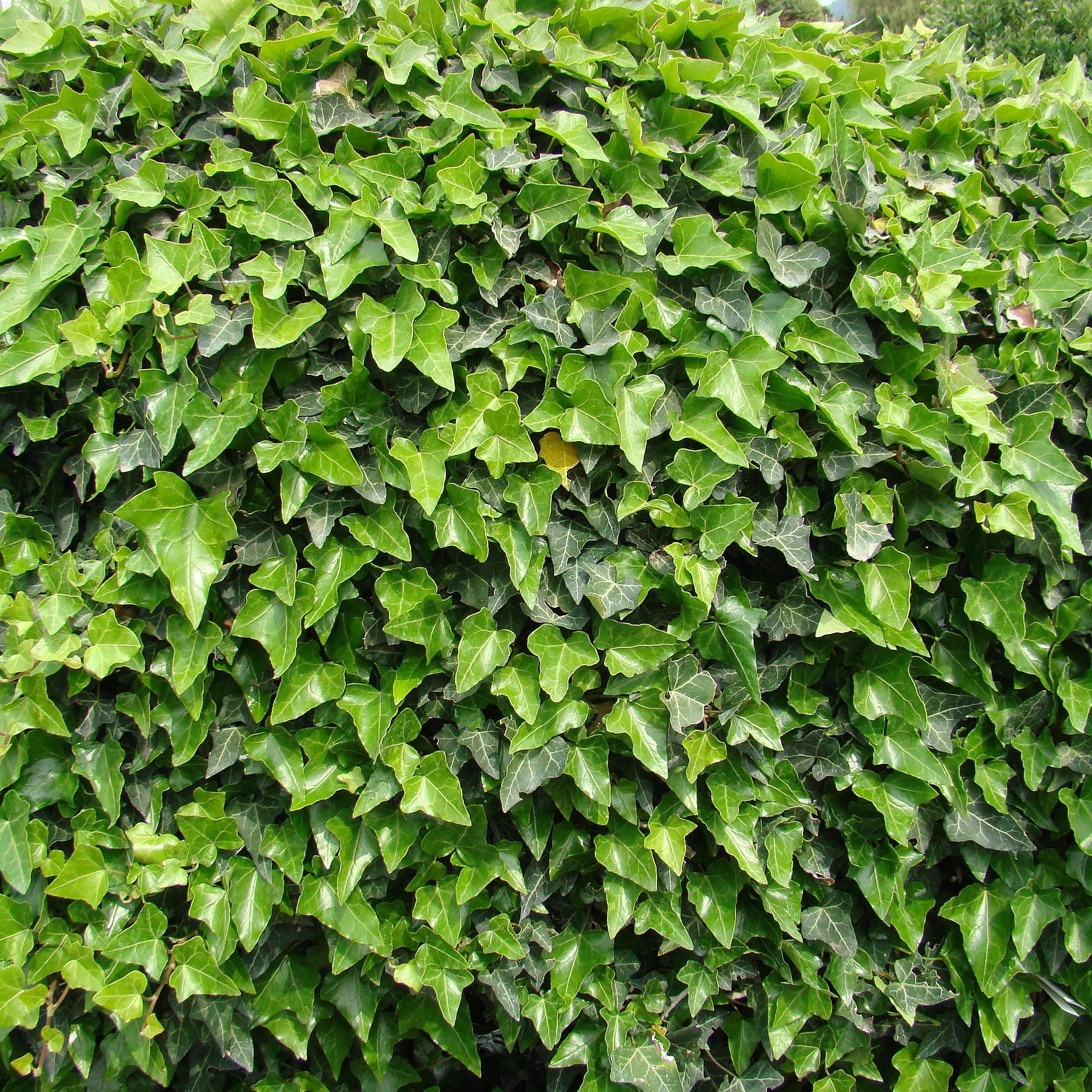 Hedera Hibernica - Irish or Boston Ivy - Circa 180cm / 6ft Tall - Evergreen Screening Plants