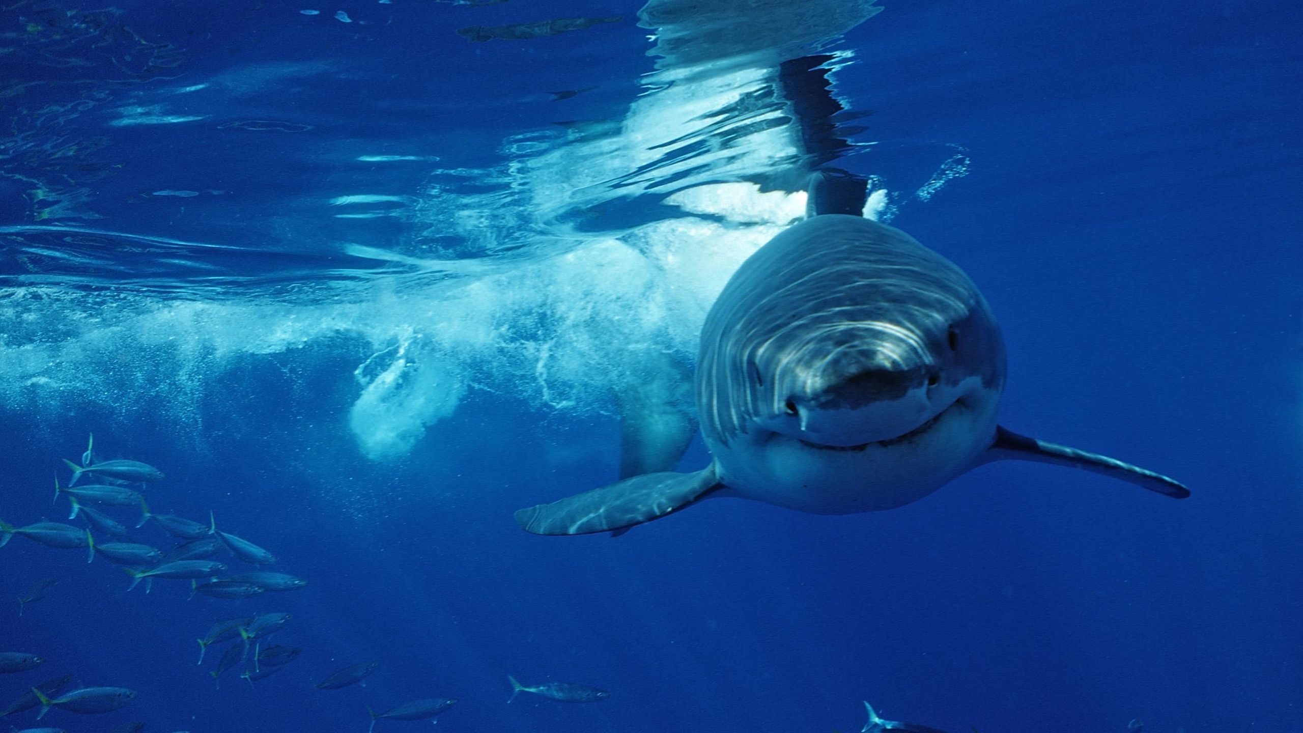Great white sharks: The world