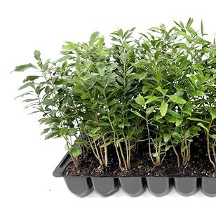 Wax Myrtle | 10 Live Plants | Myrica Cerifera | Fast Growing Shrub, Privacy Screen, Evergreen Foliage, Ornamental, Drought Tolerant, Low Maintenance, Garden Landscape