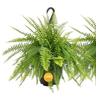 Costa Farms Ferns (2 Pack), Live Premium Boston Fern Plants in Hanging Basket Planters, Houseplants Potted in Soil Potting Mix, Outdoor Garden Gift, Beautiful Home Patio D&amp;eacute;cor, 16-Inches Tall