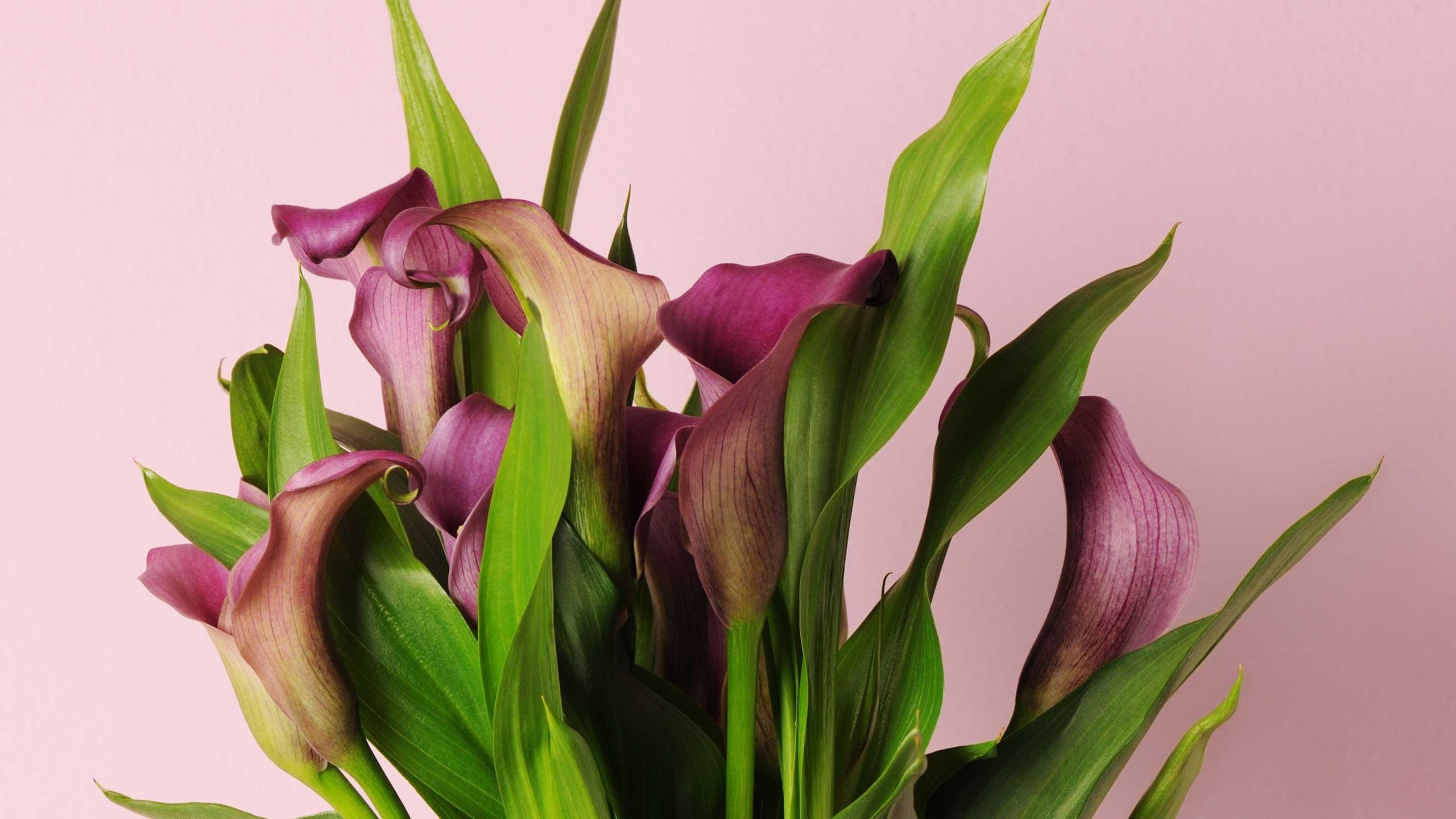 How to care for calla lilies  8 essential tips | Real Homes