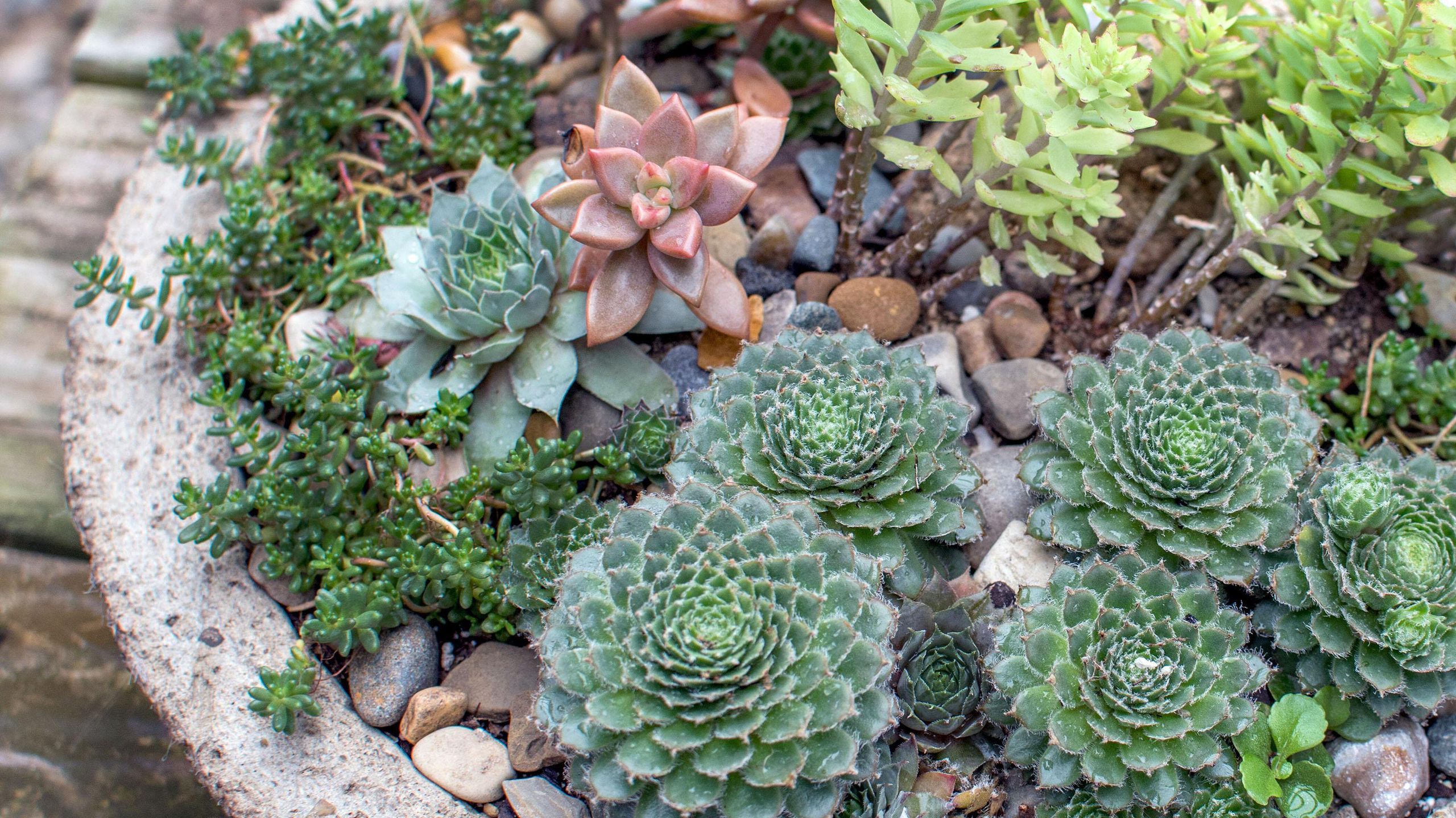 large succulent pot Succulent Arrangement