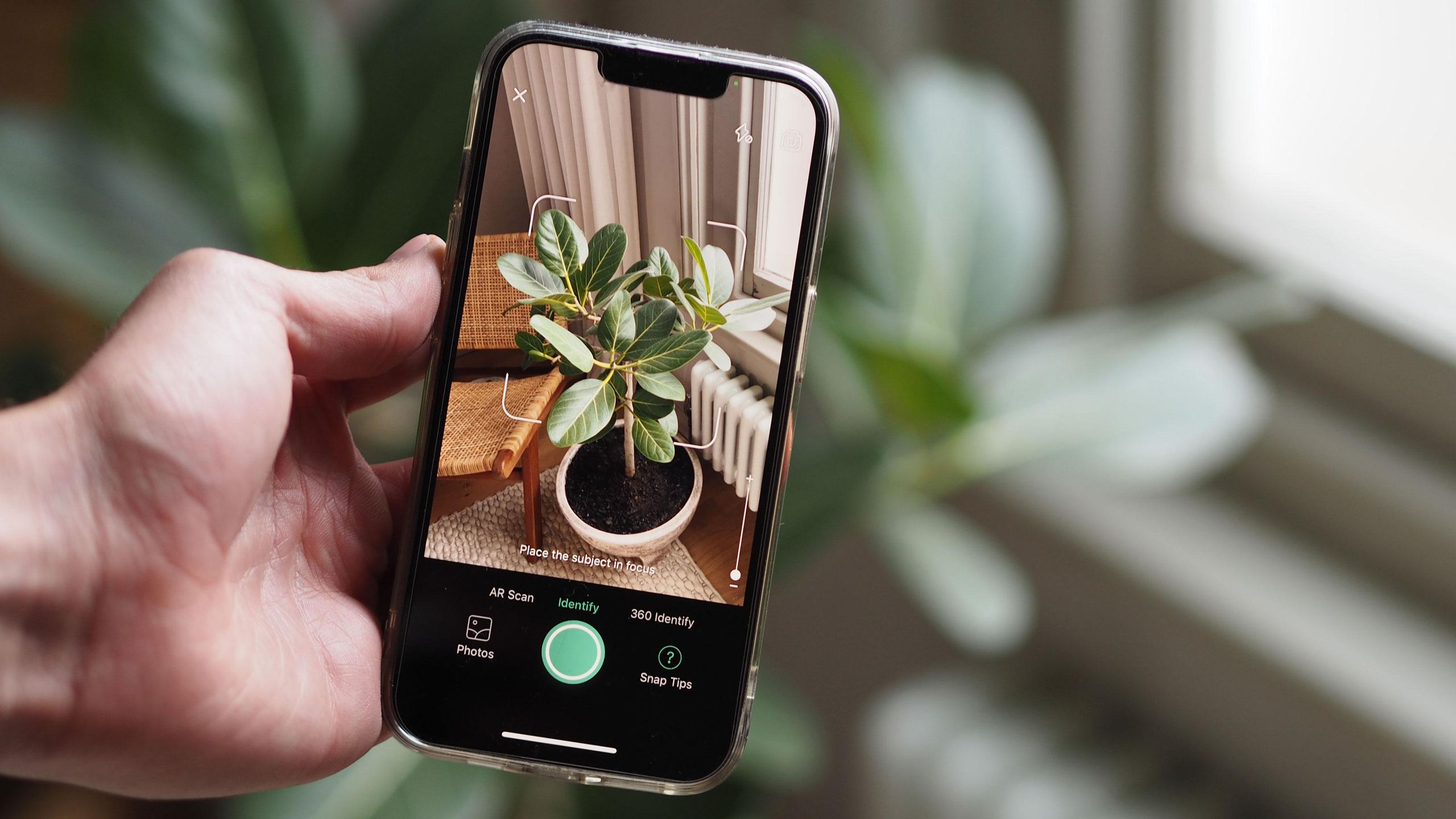 Best plant identifier apps to help keep your plants healthy | Livingetc