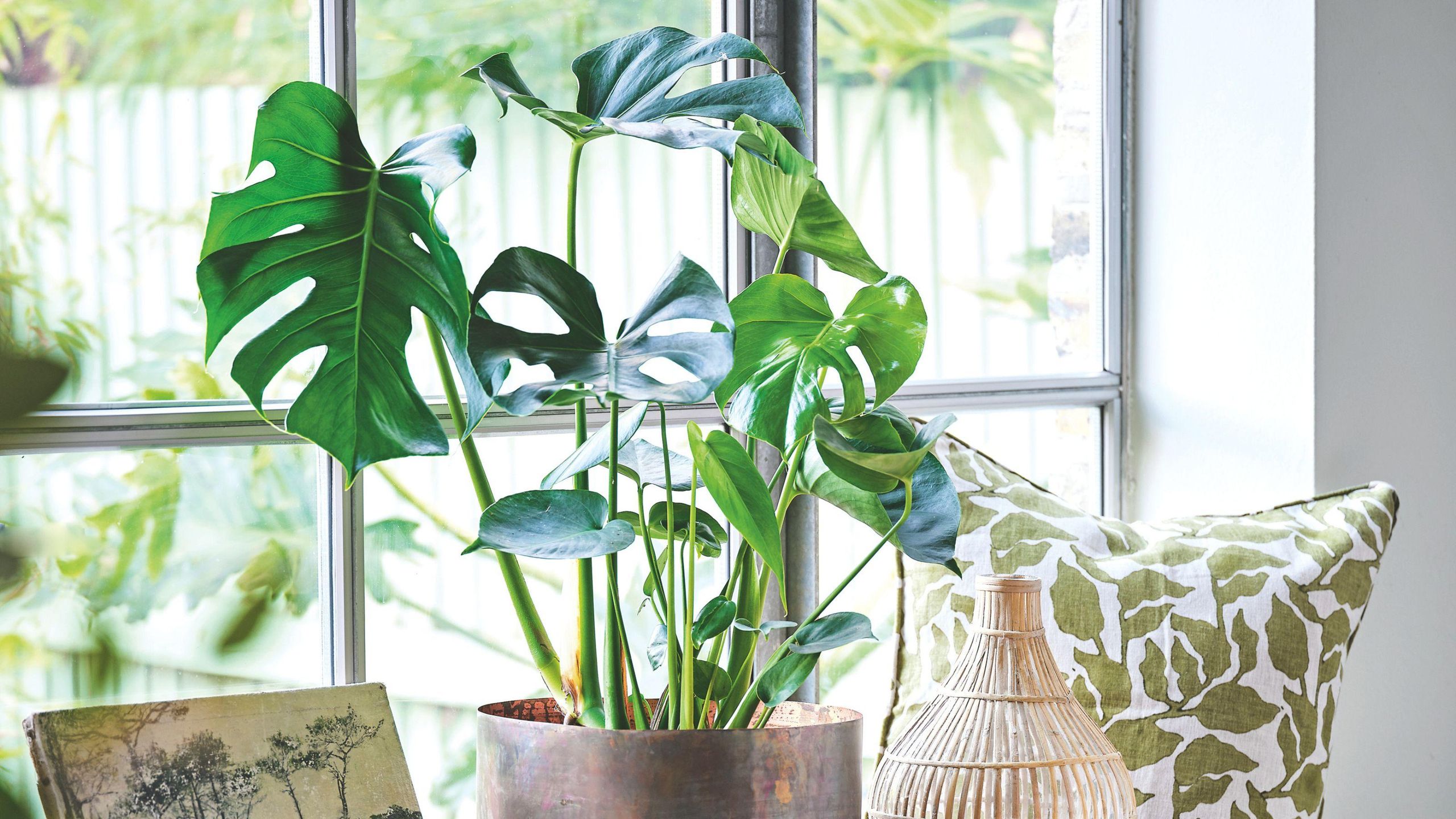 Best soil for Monstera  the perfect mix for healthy plants | Ideal Home