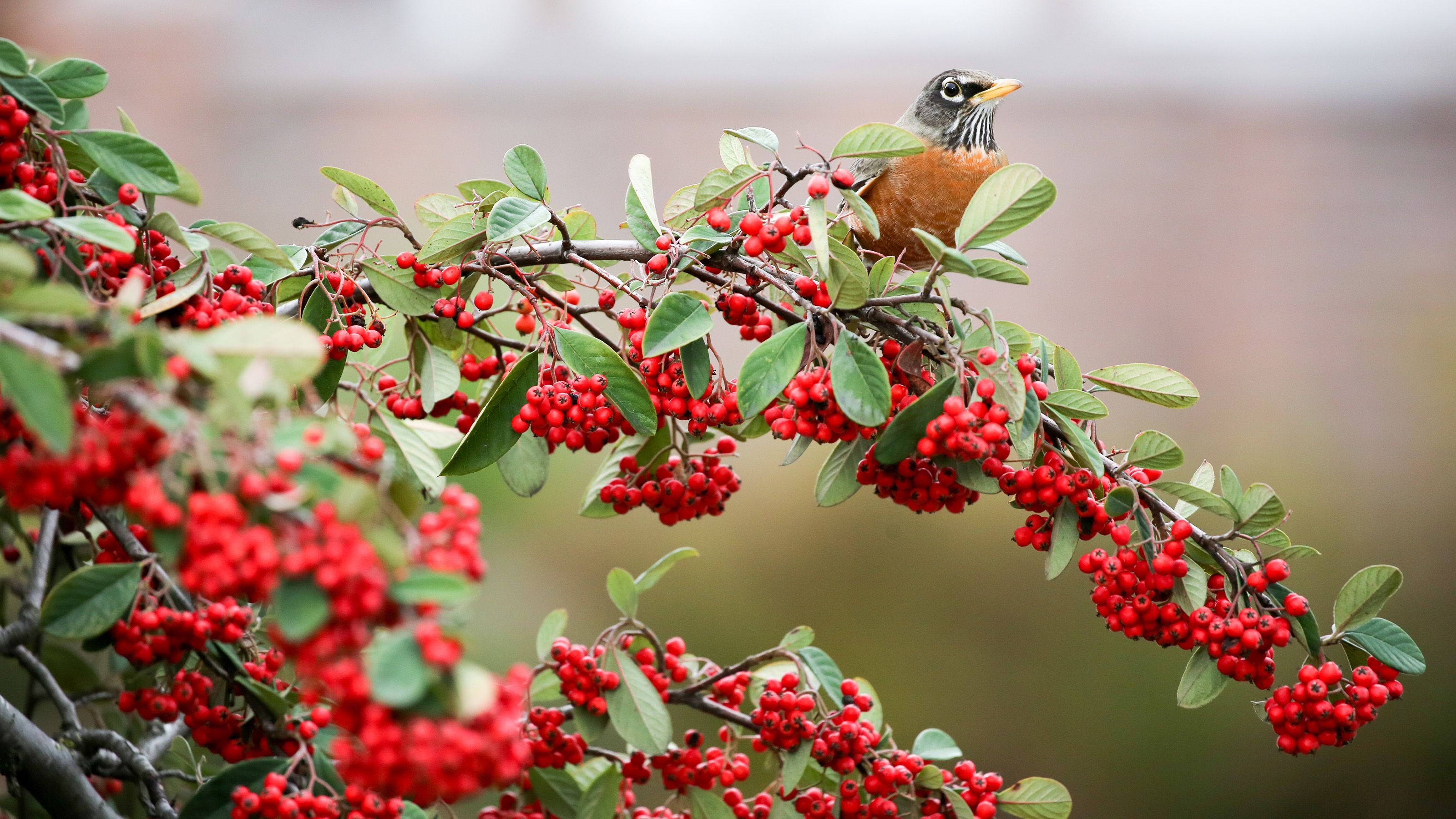 american robin in a Toyon bush