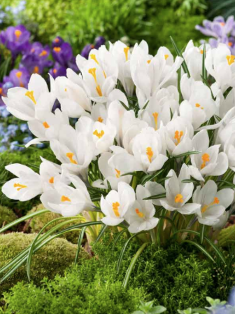 Crocus Bulbs (large Flowering) - Giant Joan of Arc