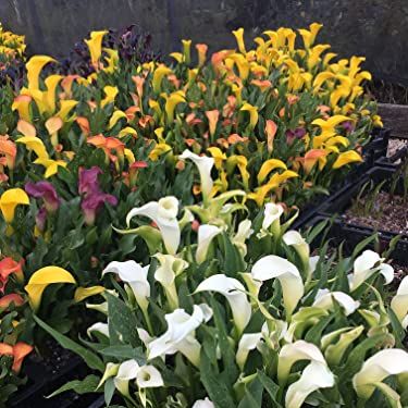 Hybrid Calla Lilies Mixed Value Pack - 5 Bulbs/pkg - Bright Colors Red, Orange, Yellow, Pink