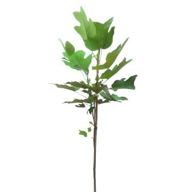 Tuliptree, 1 Gallon Live Nursery Pot, Fast-Growing Flowering Shade Tree | Arbor Day Foundation (due to Agricultural Laws, Unavailable to Ca or Az)