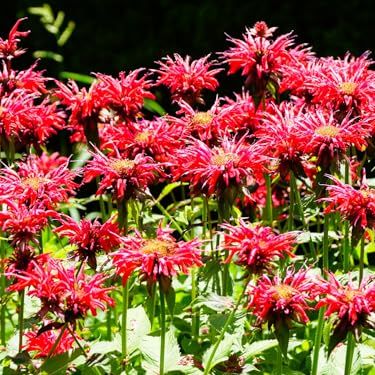 Greenwood Nursery: Live Perennial Plants - Bee Balm Jacob Cline + Monarda Didyma - [qty: 5x Pint Pots] - (click for Other Available Plants/quantities)