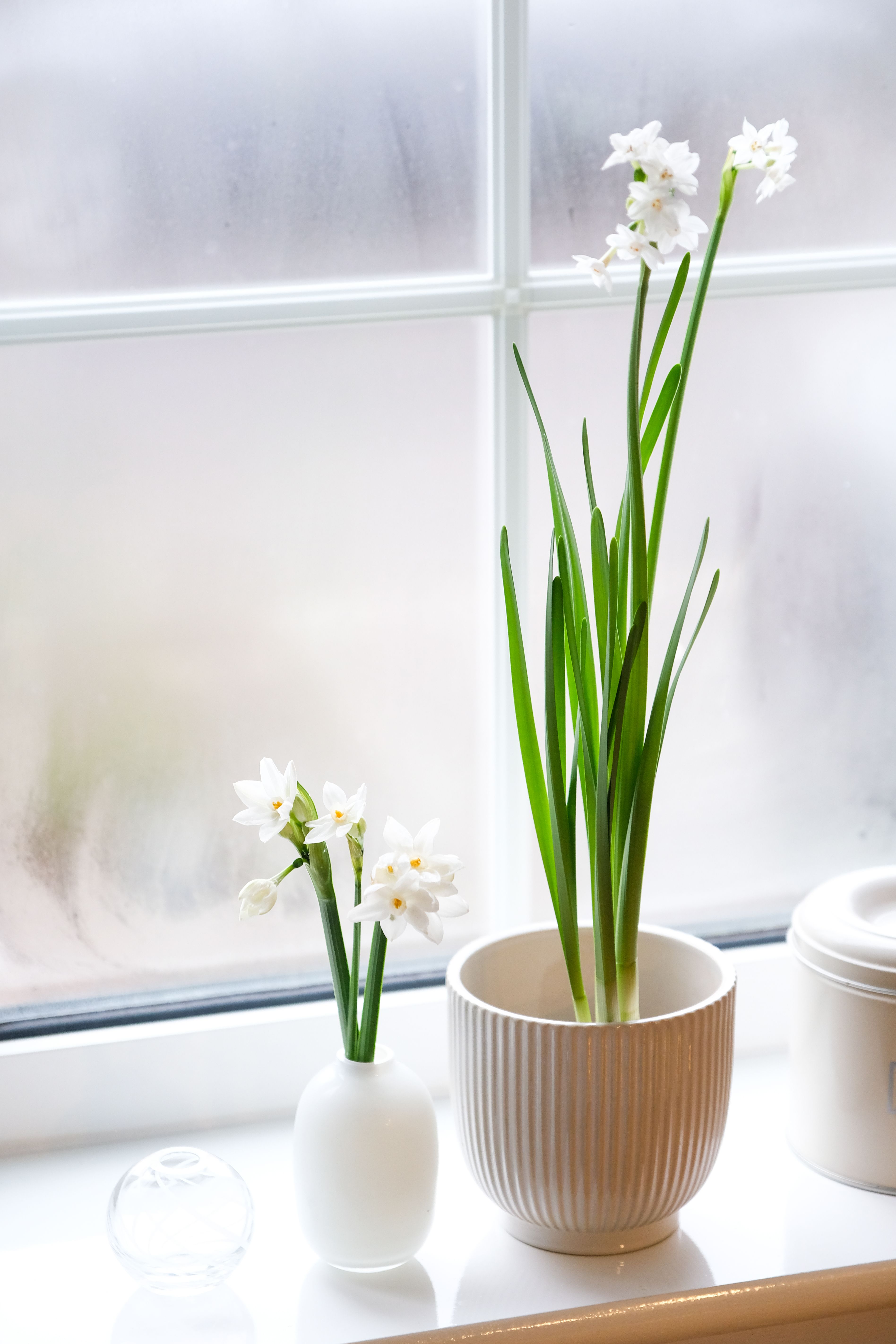 Potted paperwhites bloom indoors on windowsill