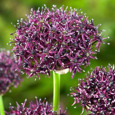 10 Allium Atropurpureum Bulbs for Planting - Easy to Grow, Great for Garden or Container - Allium Atropurpureum (10 Bulbs)