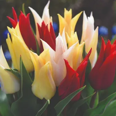 Tulip Elegant Mix Lily-Flowered Spring Bulbs - Vibrant Blooms for Beds Borders Containers - 16 Bulbs