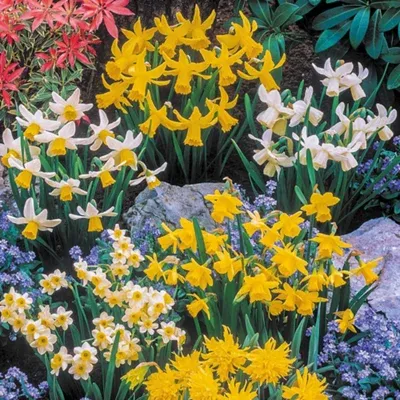 Yougarden Mini Mixed Daffodil Bulbs, 100 Spring Flowering Bulbs, Plant for Spring Flowering Bulb