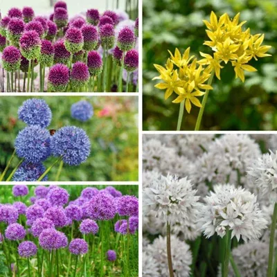 Allium Gardeners World Collection Garden Flower Bulbs for Planting - Pack of 100 Bulbs