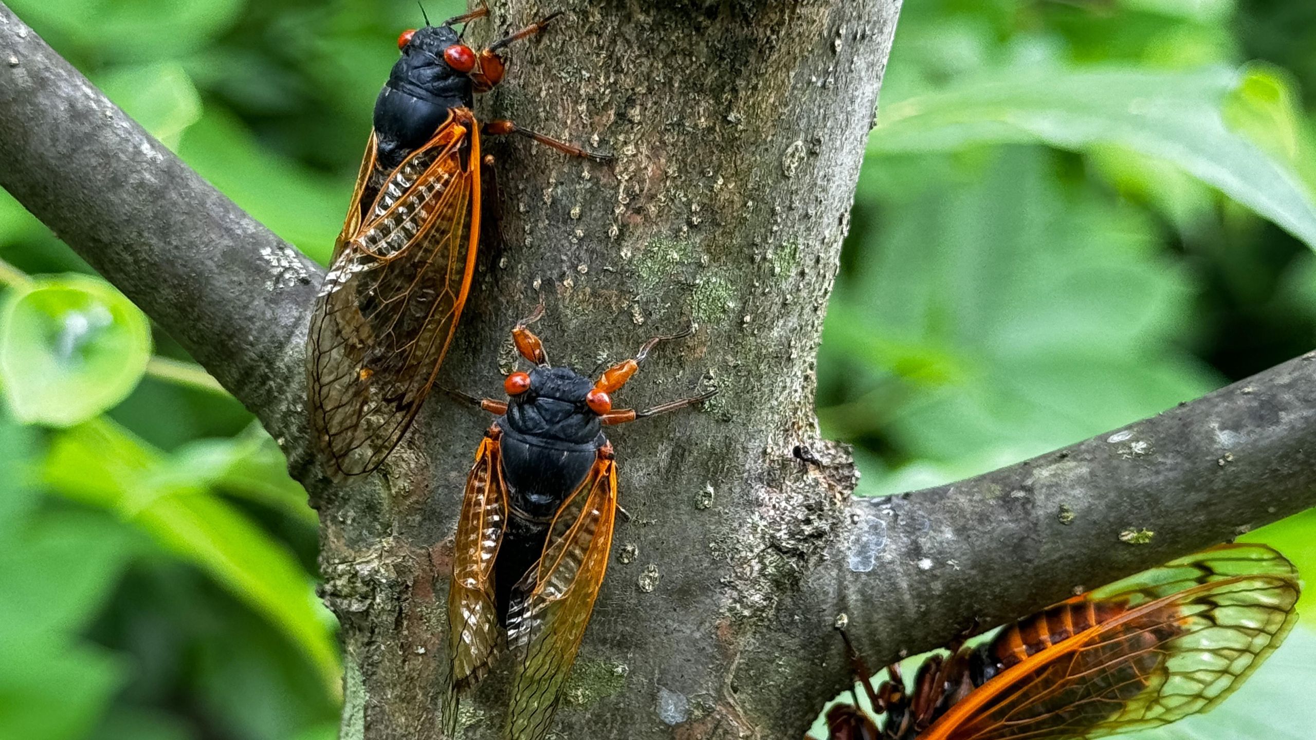 cicada_of_the_4th_day ④×2 T umTHFgd3wX8CiynQAhrzW8.jpg
