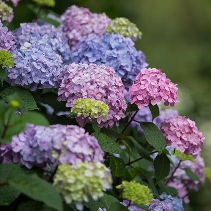 Endless Summer Bloomstruck Reblooming Hydrangea Live Shrub in 1-Gallon Grower Pot