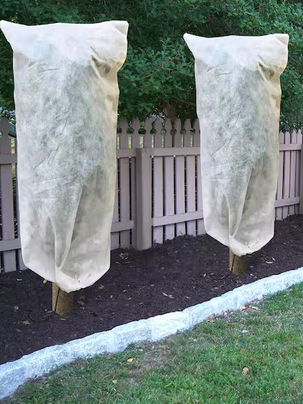 Plant Cover