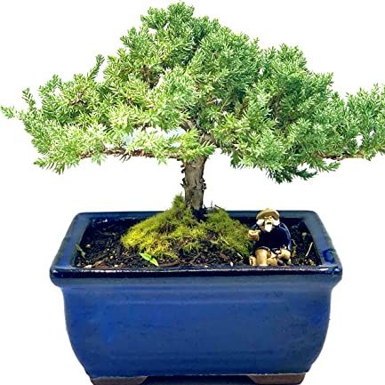 Live Dwarf Juniper Bonsai Tree 7 Year Old | Juniper or Jade Bonsai Tree | Indoor/outdoor | 100% Handcrafted| Home and Office D&amp;eacute;cor | Best Gift for Holiday