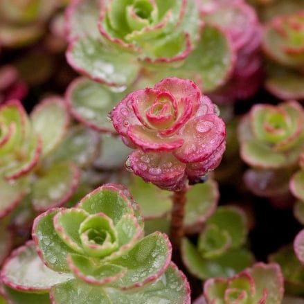 Red Carpet Stonecrop Live Rooted Plant Plugs &amp;ndash; Hardy Succulent Ground Cover Starter Plants &amp;ndash; Red Fall Blooms &amp;ndash; Drought Tolerant Perennial Sedum for Outdoor Gardens &amp;amp; Rock Gardens (3 Plugs)