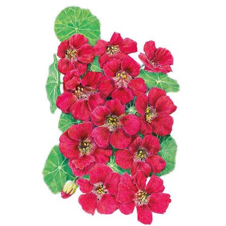 Cherry Rose Jewel Nasturtium Seeds