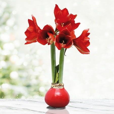 Red Base Waxed Amaryllis Flower Bulb With Stand, No Water Needed