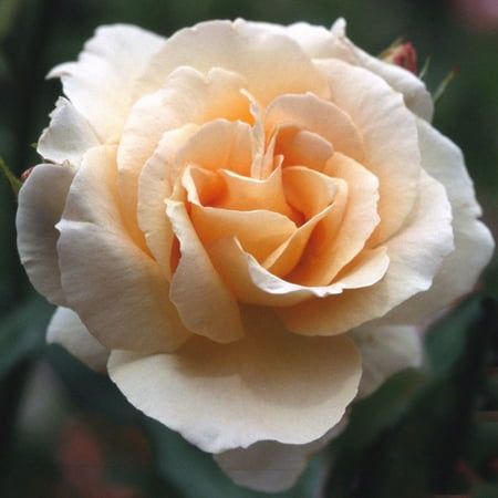 Heirloom Roses Fragrant Rose Bush - Everest Double Fragrance Shrub - Live Rose Plant