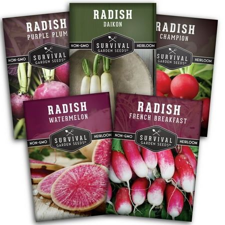 5 Radish Vegetable Seeds: Watermelon Daikon Purple Plum French Champion Heirloom Full Sun Biennial