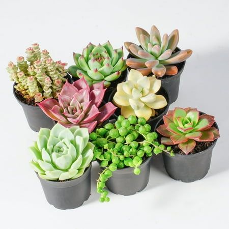 8pcs Assorted Live Succulents Plants With Planters, Starters, Garden Lovers, Diy Projects, Wedding Favors