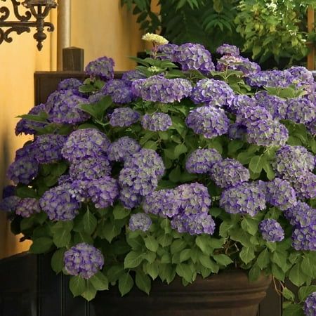 National Plant Network 2 Gal. Hydrangea Violet Crown Live Shrub With Purple Flowers Part Sun