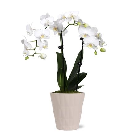 Just Add Ice Live Plant 10-12" Tall Petite White Orchid Live Plant in 3" Decorative Clay Pot