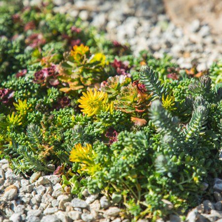 Altman Plants 10" X 20" Sedum Succulent Mat, Easy Hardy Live Succulents for Ground Cover