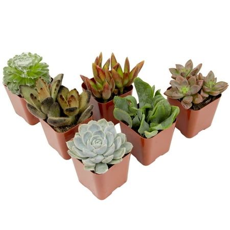 Element by Altman Plants Multicolor Succulent, Live Indoor House Plants With Grower Pots, 2 Inch, Pack of 6