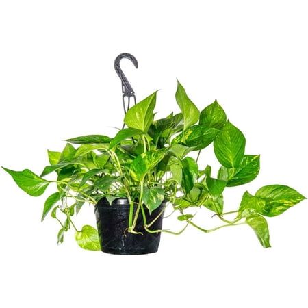 Golden Pothos in 8in Hanging Basket | Extremely Easy to Care for | Perfect for Any Indoor Space