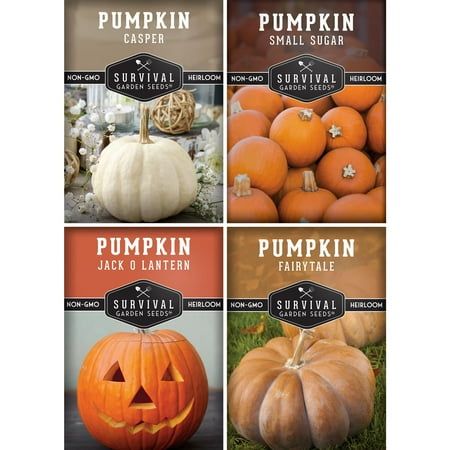4 Packs Pumpkin Seed Collection - Fairy Tale, Jack O Lantern, Small Sugar, Casper - Full Sun Annual Vegetable