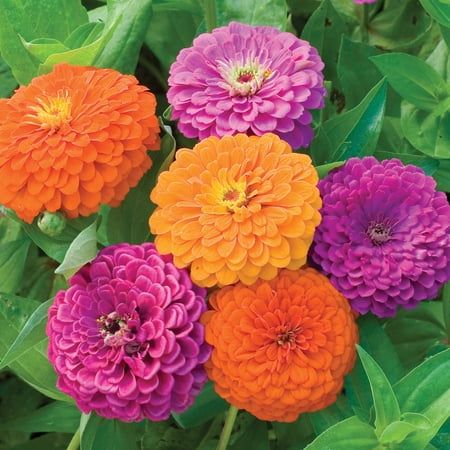 Burpee Fruit Smoothie Mixed Colors Zinnia Flower Seed, 1-Pack