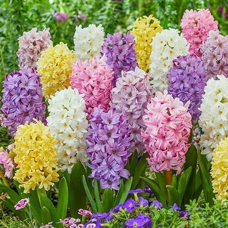 Pastel Mix Hyacinth Bulbs for Planting - Easy to Grow Perennial Hyacinth (10 Bulbs)