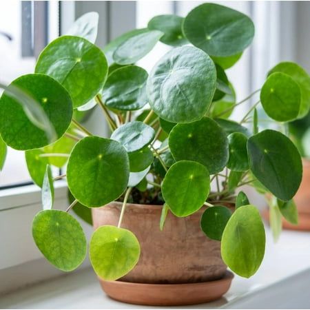 Chinese Money Plant in 4" Pot - Pilea Peperomioides - Live Houseplant