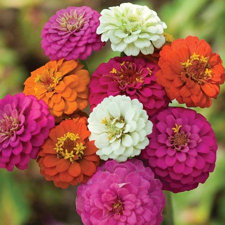 Burpee Cut and Come Again Mixed Colors Zinnia Flower Seed, 1-Pack
