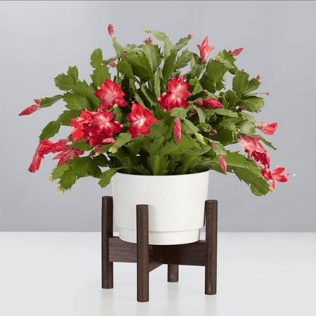 Red Christmas Cactus Live Plant, Christmas Cactus in 3&#039;&#039; Pot, Ideal for Indoor Outdoor Growing Planting