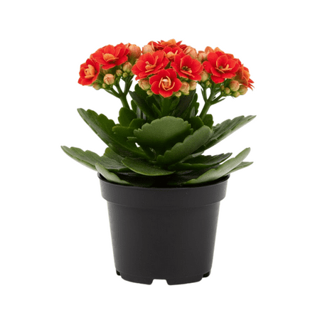 Kalanchoe Plant Live in 4 Inches Pot, Kalanchoe Succulent Plant, 5 - 7 Inches Tall, Indoor Outdoor Planting