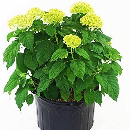 Hydrangea Arb. 'annabelle' (smooth Hydrangea) Shrub, White Mophead Flowers, #3 - Size Container