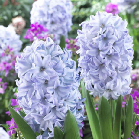 Eden Brothers, Hyacinth Bulbs - Sky Jacket
