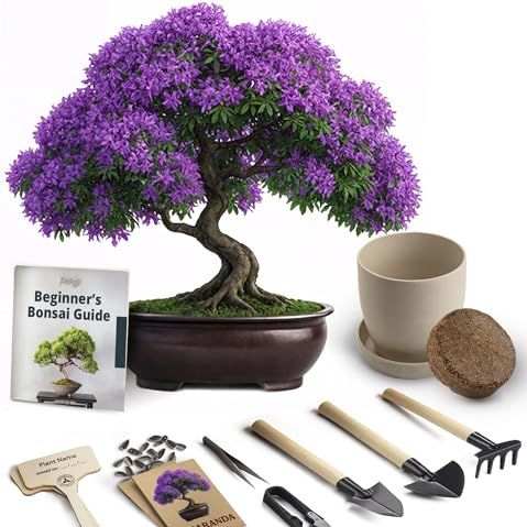 Bonsai Starter Kit &amp;ndash; Growing Jacaranda Bonzai Tree | Complete Indoor Tree Kit for Growing Plants With Tools &amp;amp; Planter &amp;ndash; Gardening Gifts for Mother, Women &amp;amp; Men