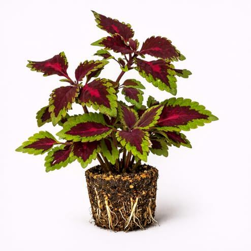 Plant Nook Coleus &amp;lsquo;carnival&amp;rsquo; Live Plant Starter Plug 2-Pack | Hot Pink Ruffled Leaves With Deep Maroon Edges | Sun to Shade Foliage Plant | Great for Containers