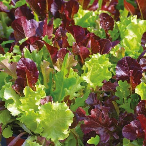 Premier Seeds Direct - Lettuce Seeds - Gourmet Looseleaf Cutting Mix - 1500 Seeds