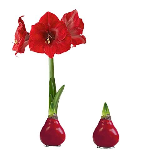 Waxed Amaryllis Bulb 2-Pack &amp;ndash; Red Wax With Red Blooms &amp;ndash; Live Holiday Gift Plant, Easy Care, No Watering Needed