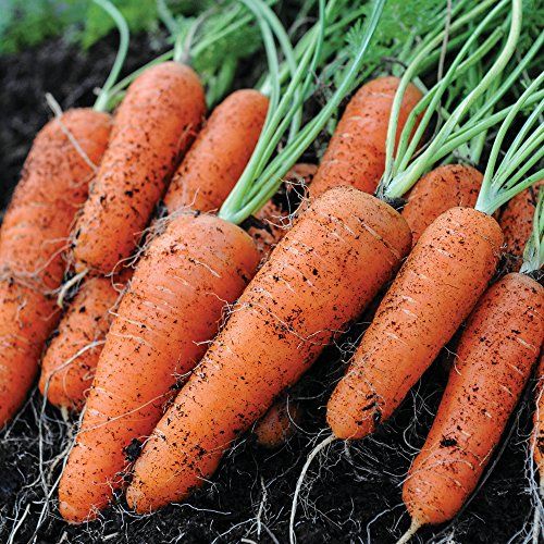 Carrot Seeds Grow Your Own Vegetables Garden &amp;amp; Allotments Produce Fly Away Variety Approx 400 Seeds 1 X Finished Packet by Thompson &amp;amp; Morgan