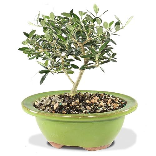 Brussel&#039;s Bonsai Live European Olive Bonsai Tree - Small, 4 to 8 In- Live Bonsai in Ceramic Bonsai Pot